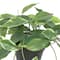 20&#x22; Potted Green Dripping Ficus Plant by Ashland&#xAE;